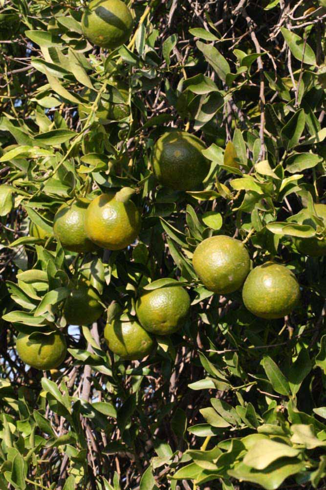             Sun leaves (Riverside, CA)   
